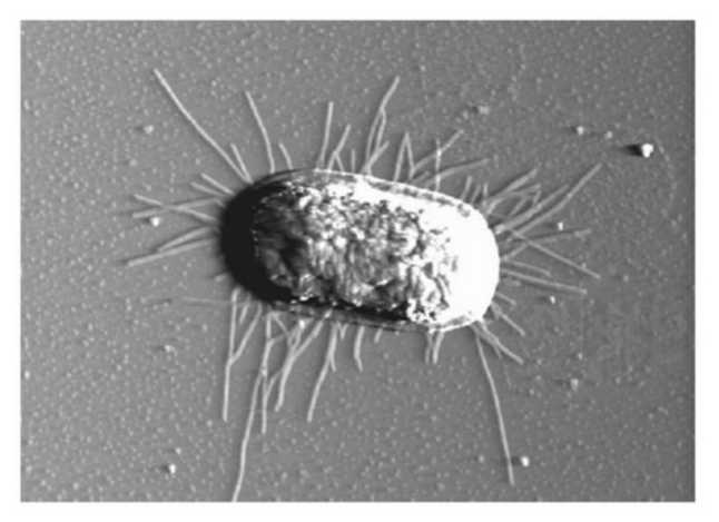 E. coli sécrétant le bactériophage M13