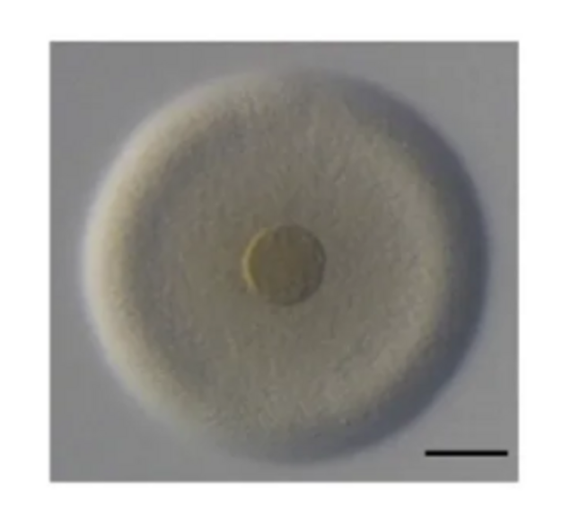 Colonie de Mesoplasma florum