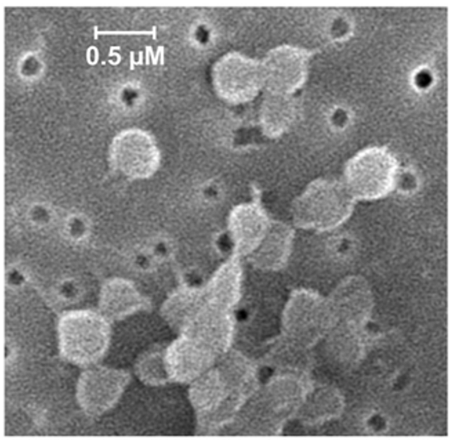 Cellules de Mesoplasma florum