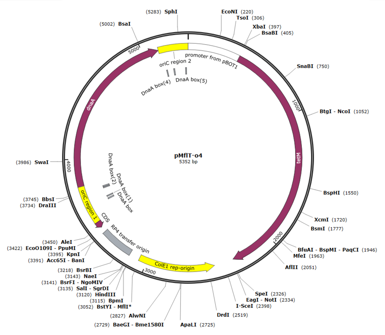 Plasmid