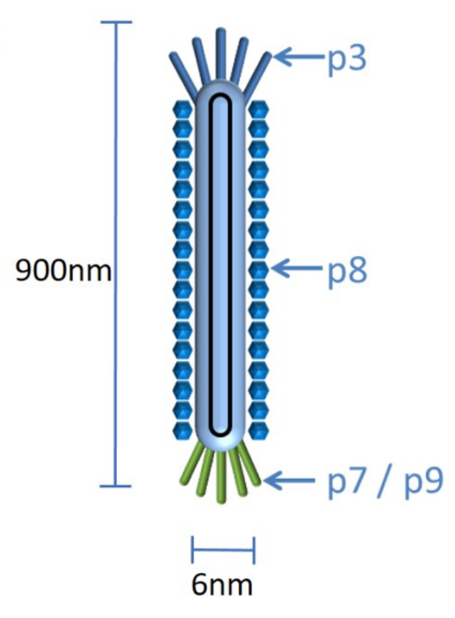 Structure du phage M13